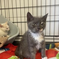 ABELIA, chatte à adopter