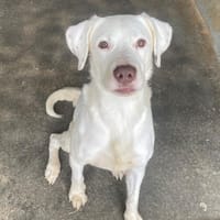 FLOCON, chien à adopter