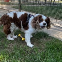 WINNY VAA, chien à adopter