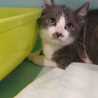 CATMAN, chat à adopter
