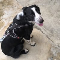 VICKI VAA, chienne à adopter