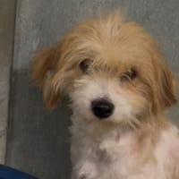 Caliméro, chien à adopter