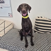 APOU, chien à adopter