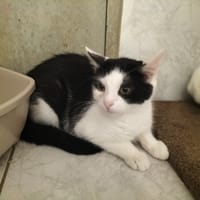 ALVIS, chat à adopter