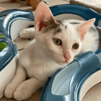 mili, chatte à adopter