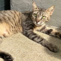 WALY, chat à adopter