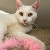 TICHO, chat à adopter