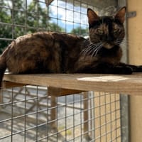 PATASUCRE, chatte à adopter