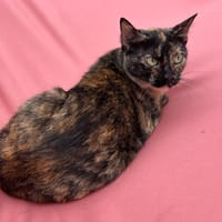 PATATARTE, chatte à adopter