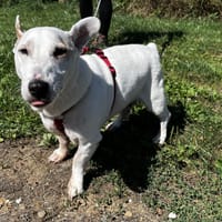 BOOKY VAA, chien à adopter