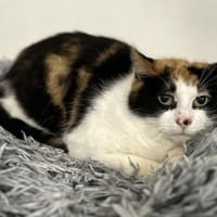 LUNE, chatte à adopter