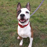 Tyson, chien à adopter