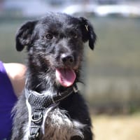 DULCE, chienne à adopter