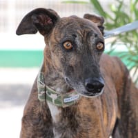 RATON, chien à adopter