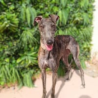 CHELA, chienne à adopter