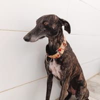 MIONA, chienne à adopter