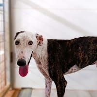 OCTAV, chien à adopter