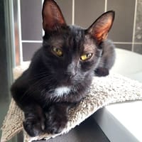 SPEAK, chatte à adopter