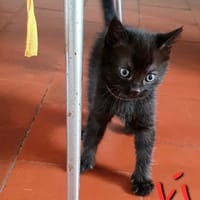 tsuki, chatte à adopter