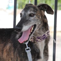 DUQUE, chien à adopter