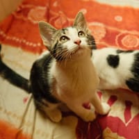 Aeryn, chatte à adopter