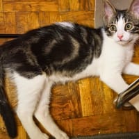 Aki, chatte à adopter