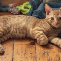 Aloé, chatte à adopter