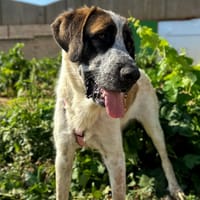 GALLETA (Animalea), chienne à adopter