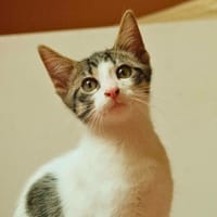 Altaïr, chat à adopter
