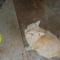 MATOU, chat à adopter