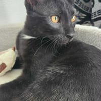 Mujy, chat à adopter