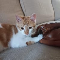AUTOMNE, chat à adopter