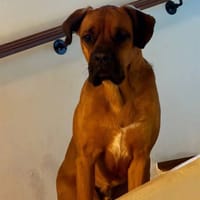 ELLIOT, chien à adopter