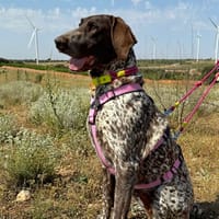 GITANA (Animalea), chienne à adopter