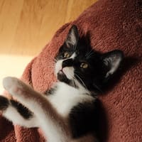 Anya, chatte à adopter