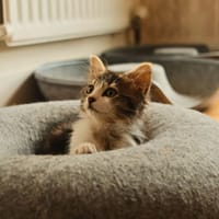 Aphrodite, chatte à adopter
