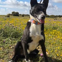 TRIXIE (Animalea), chienne à adopter