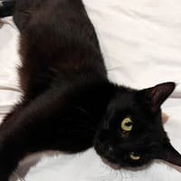 FAITH, chatte à adopter
