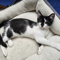 Apos, chat à adopter