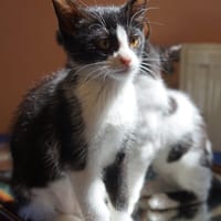 Ares, chat à adopter