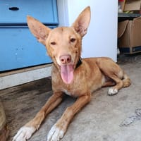 WINSTON (Union animal), chien à adopter