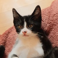 Astro, chat à adopter