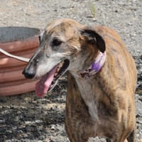 RAYBAN, chien à adopter