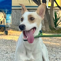 DOBBY (Martina), chien à adopter