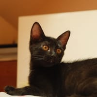 Athena, chatte à adopter