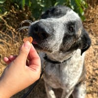 NIEBLA (Animalea), chienne à adopter