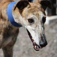 SENORITO, chien à adopter