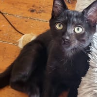 Azimut, chat à adopter