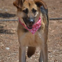 NALA (Lara), chienne à adopter