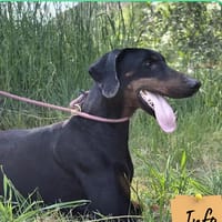 Atos, chien à adopter